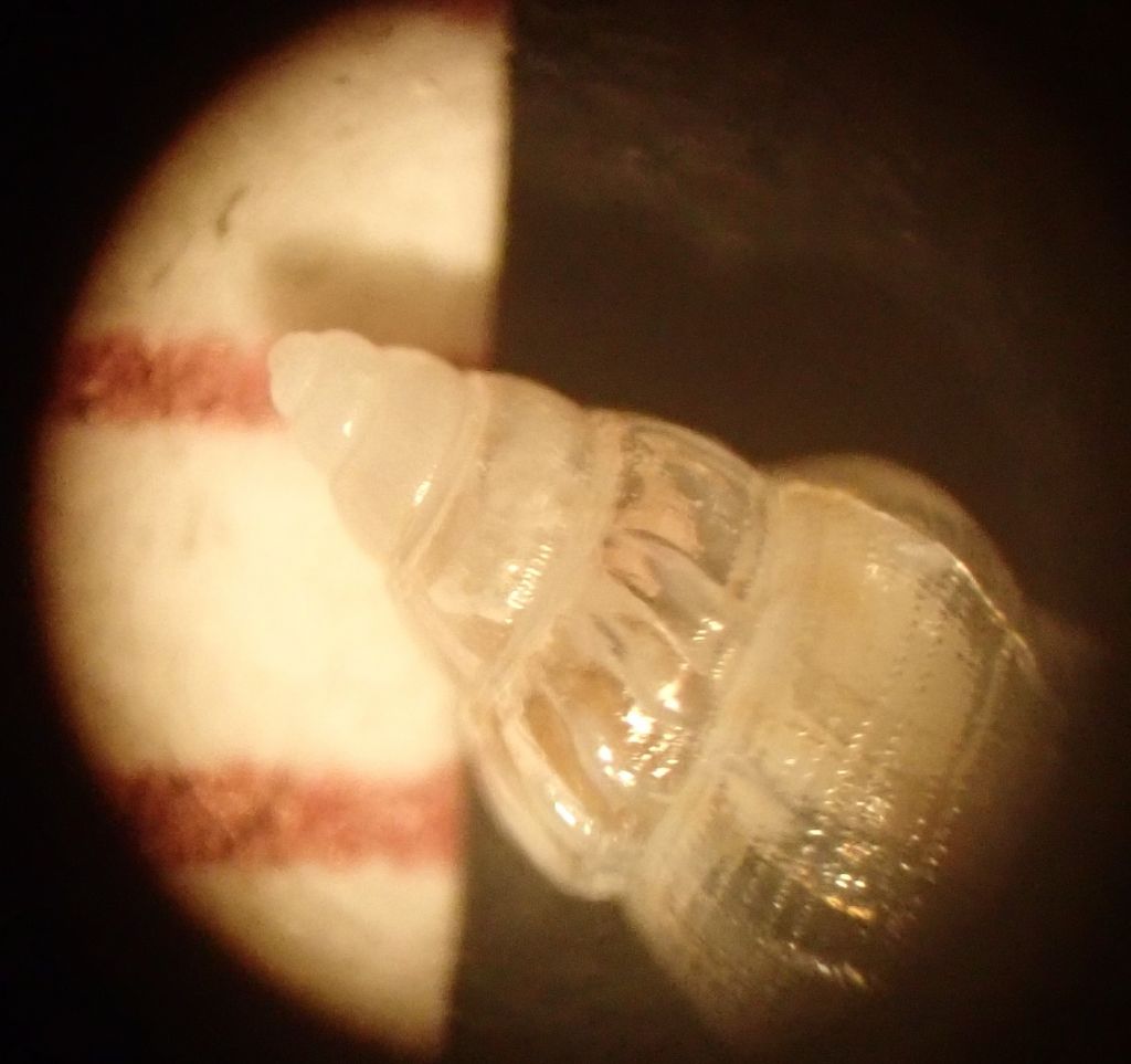 famiglia RISSOIDAE (da determinare)